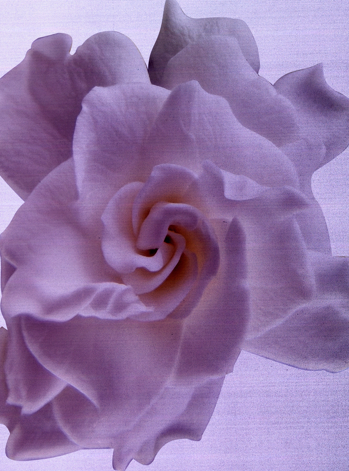 Debaser In Bloom