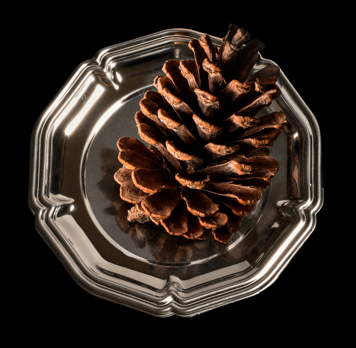 Winter Solstice Pine